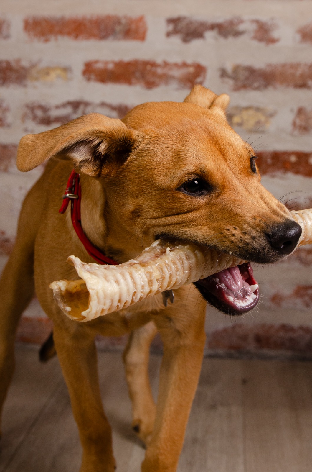 Imagen de mascota descansando