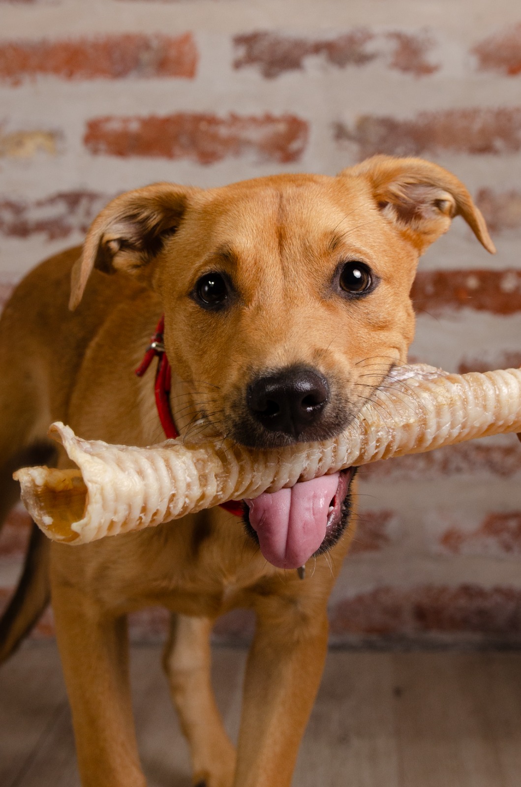 Imagen de mascota en el parque